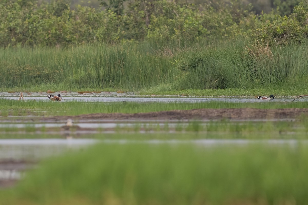 Northern Shoveler - ML618966403