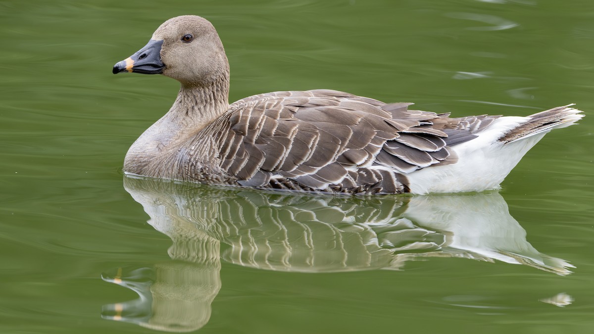 Tundra Bean-Goose - Nathaniel Dargue