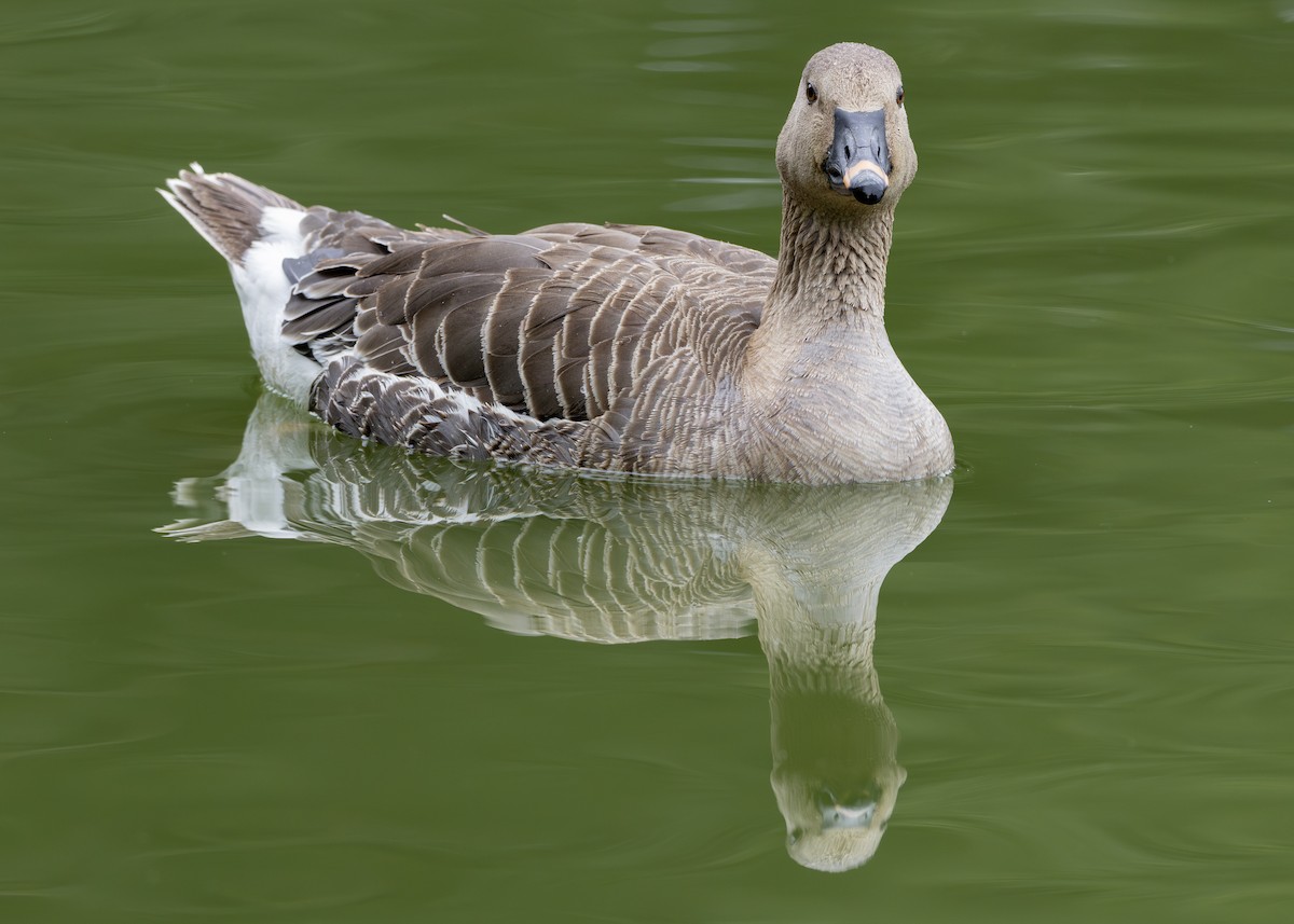 Tundra Bean-Goose - Nathaniel Dargue