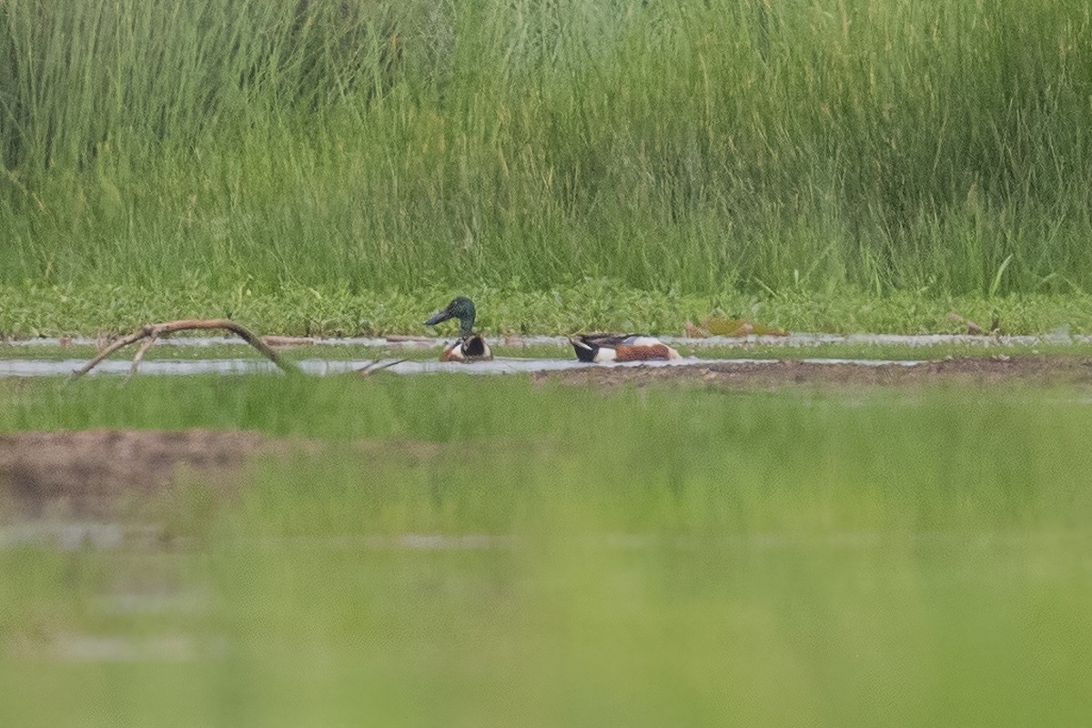 Northern Shoveler - Ngoc Sam Thuong Dang