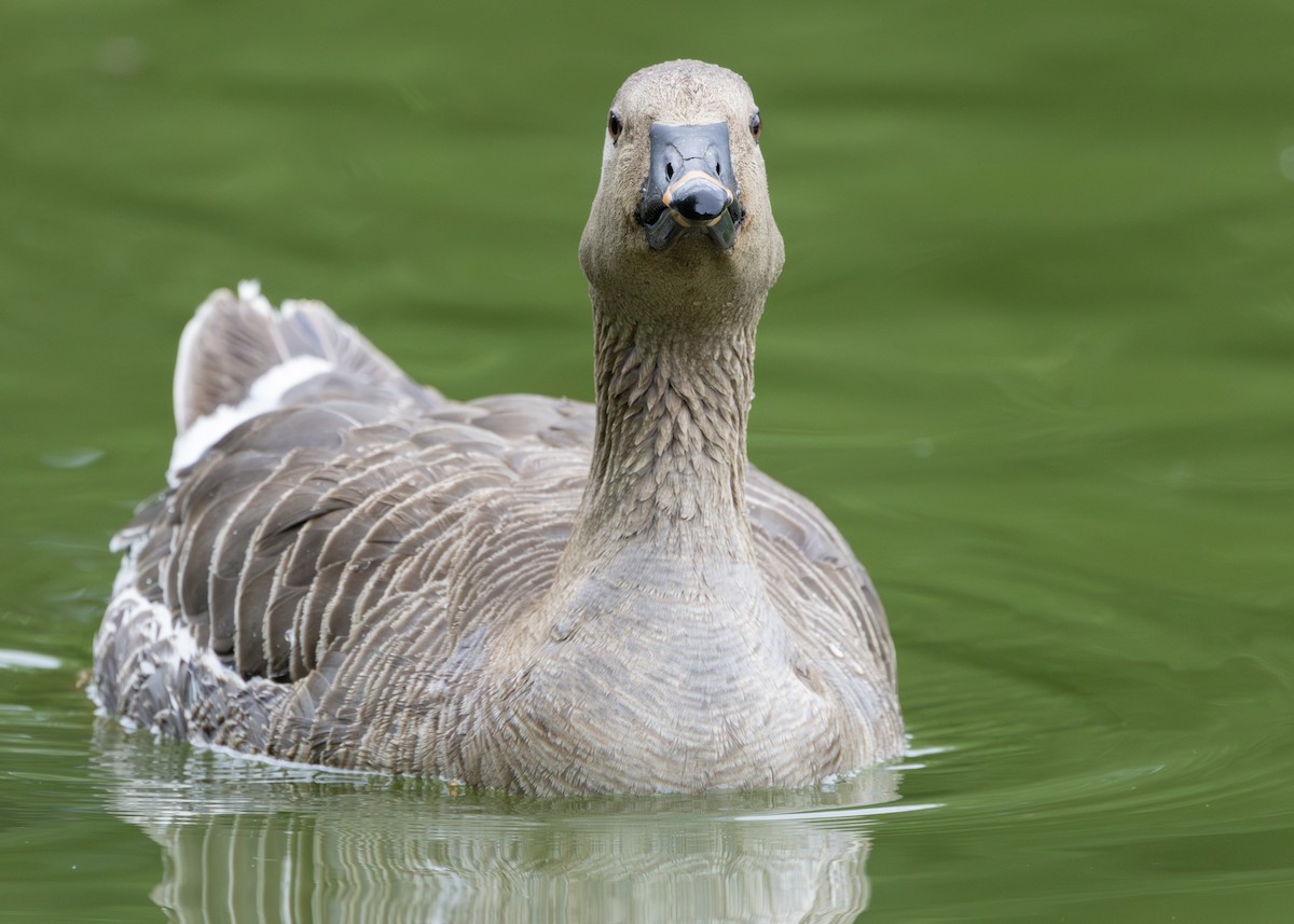 Tundra Bean-Goose - Nathaniel Dargue