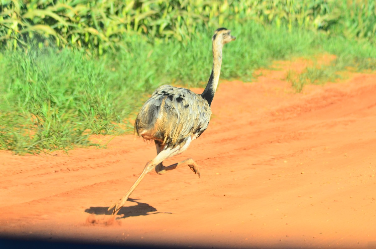 Greater Rhea - Jefté Faustino Peixoto