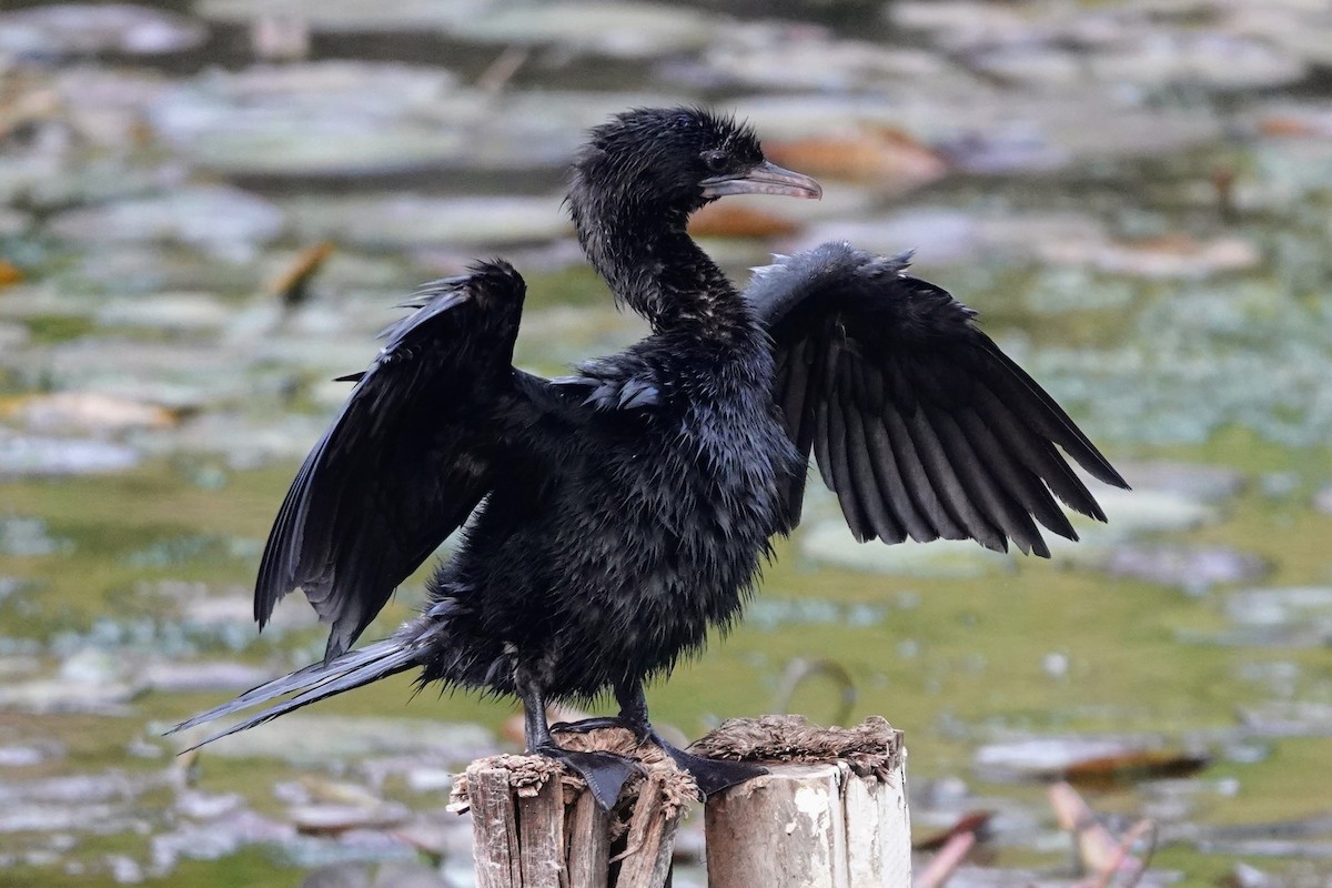 Little Cormorant - ML618966422