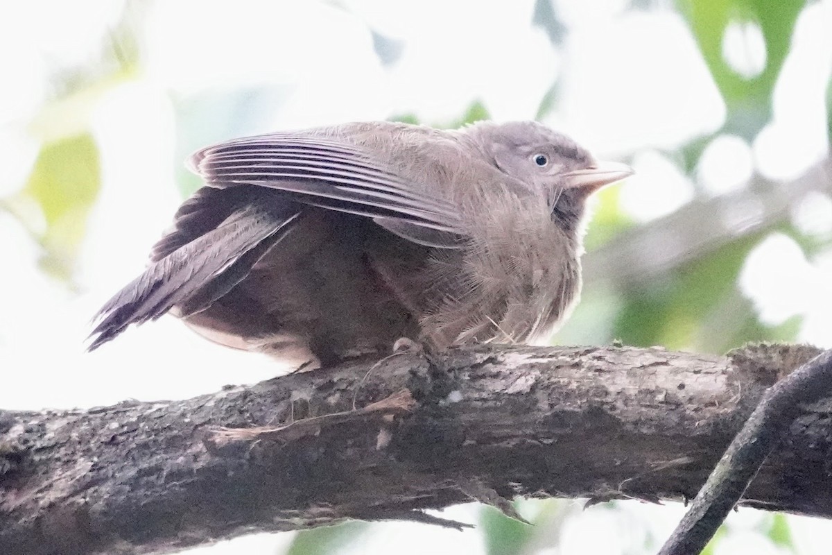 Yellow-billed Babbler - Brecht Caers