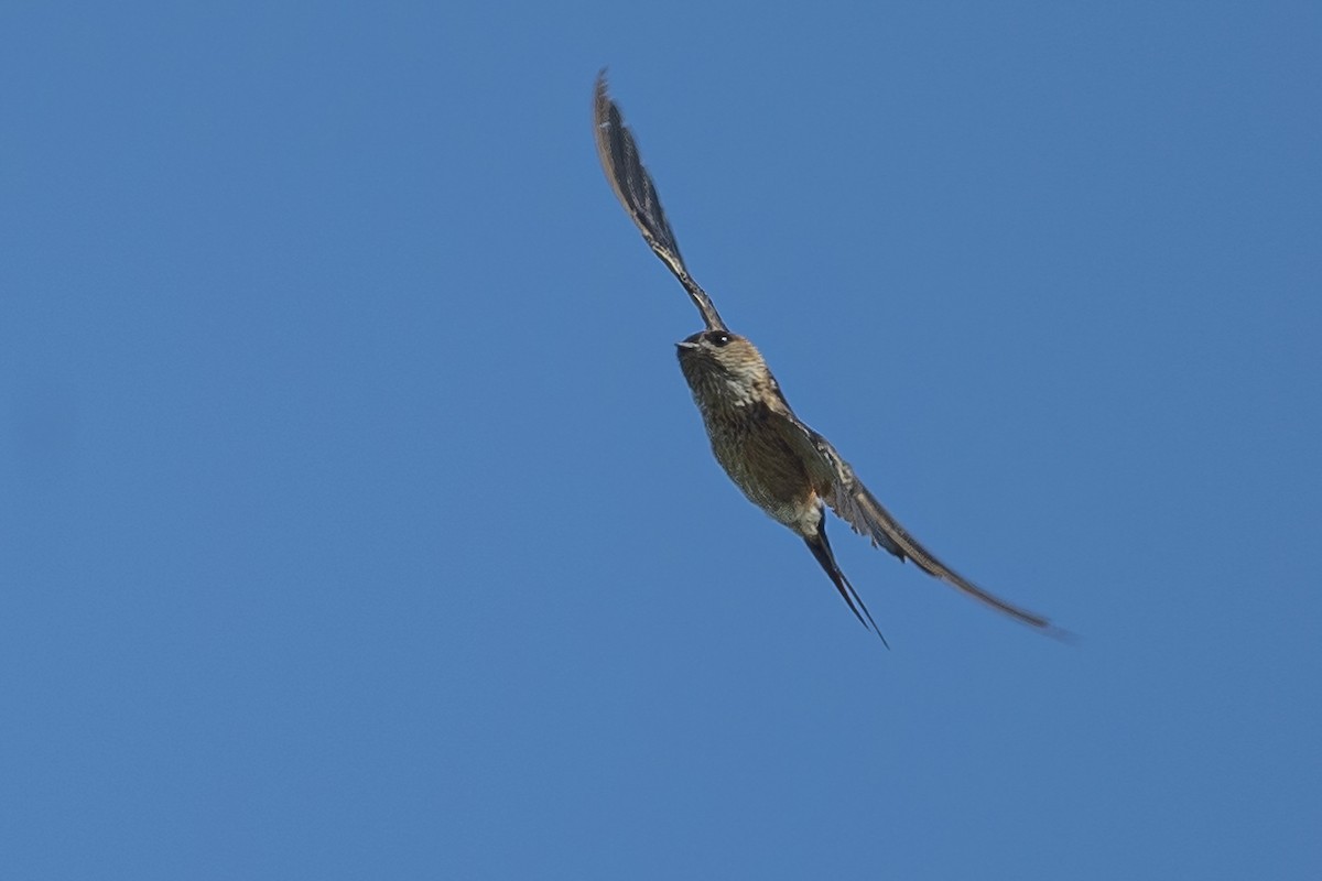 Red-rumped Swallow - Ngoc Sam Thuong Dang