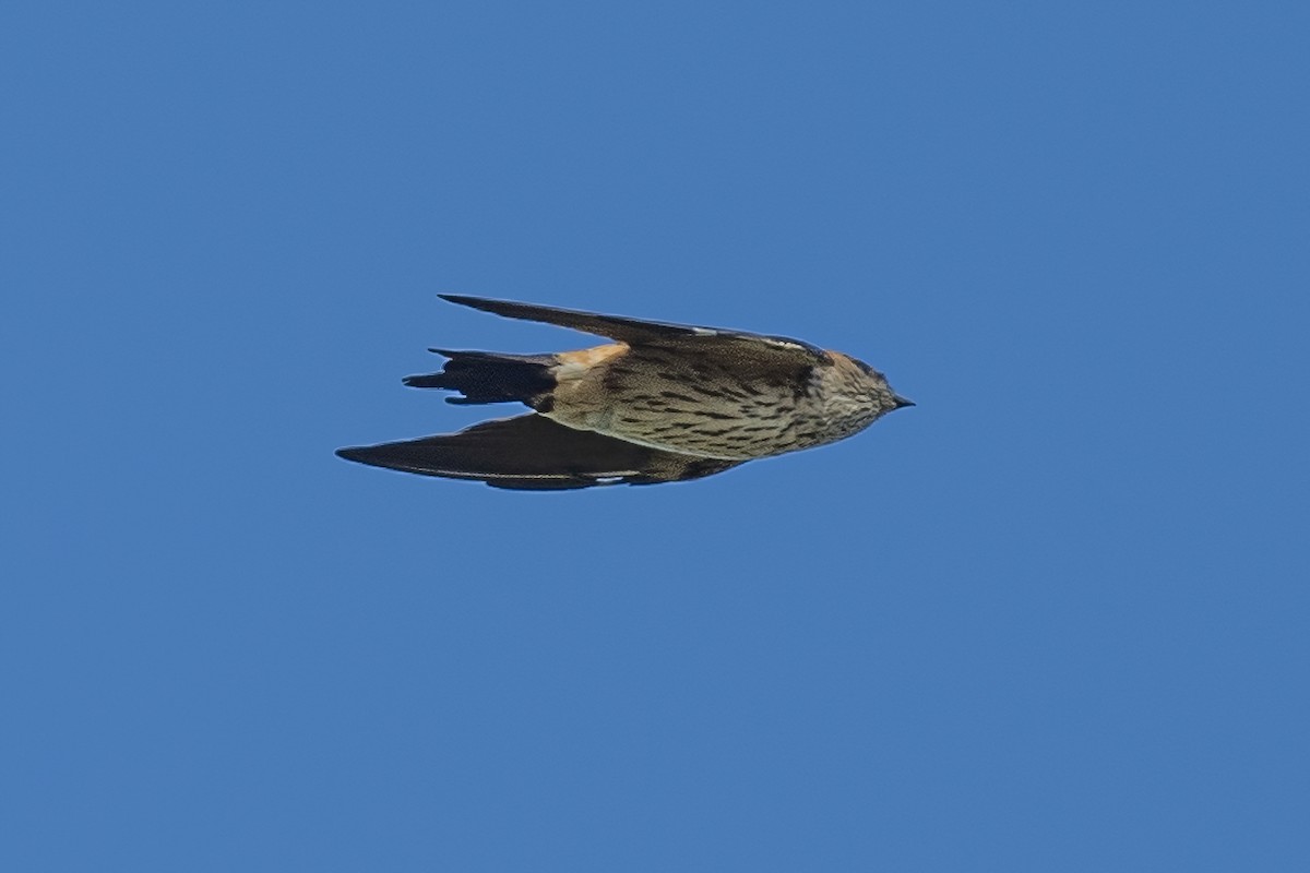 Red-rumped Swallow - Ngoc Sam Thuong Dang