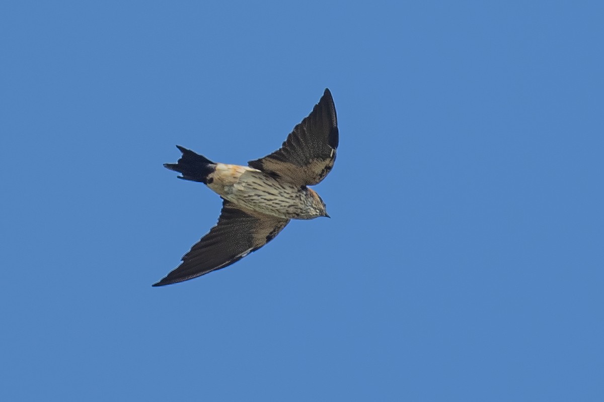 Red-rumped Swallow - Ngoc Sam Thuong Dang