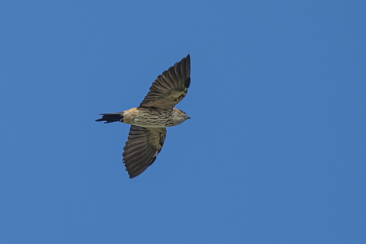 Red-rumped Swallow - Ngoc Sam Thuong Dang