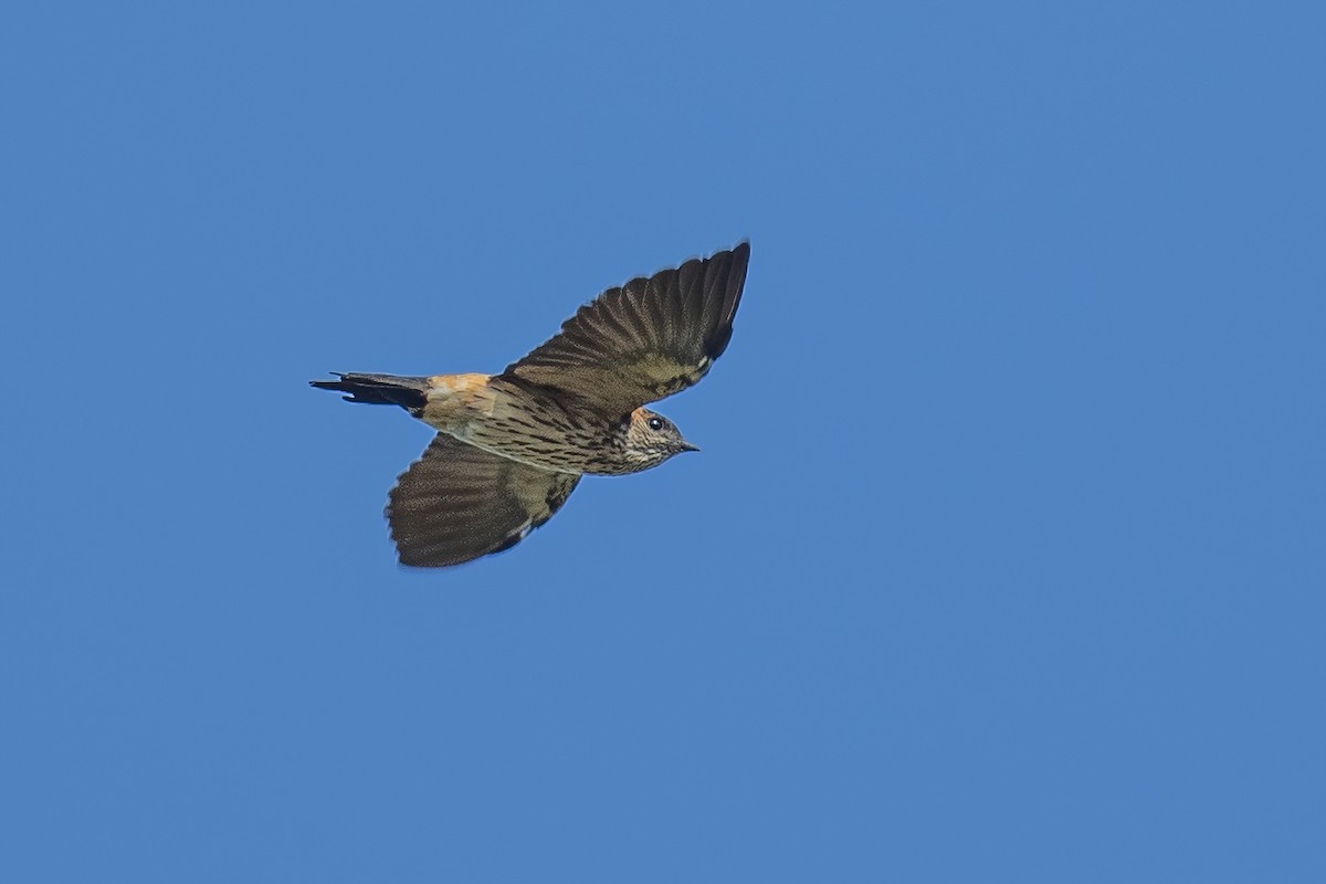 Red-rumped Swallow - Ngoc Sam Thuong Dang