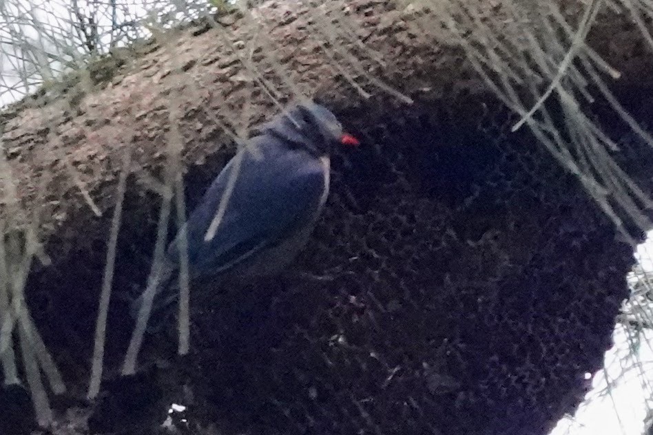 Velvet-fronted Nuthatch - ML618966452