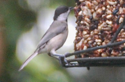 Carolina Chickadee - Steven Hall