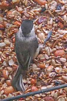 Carolina Chickadee - ML618966455