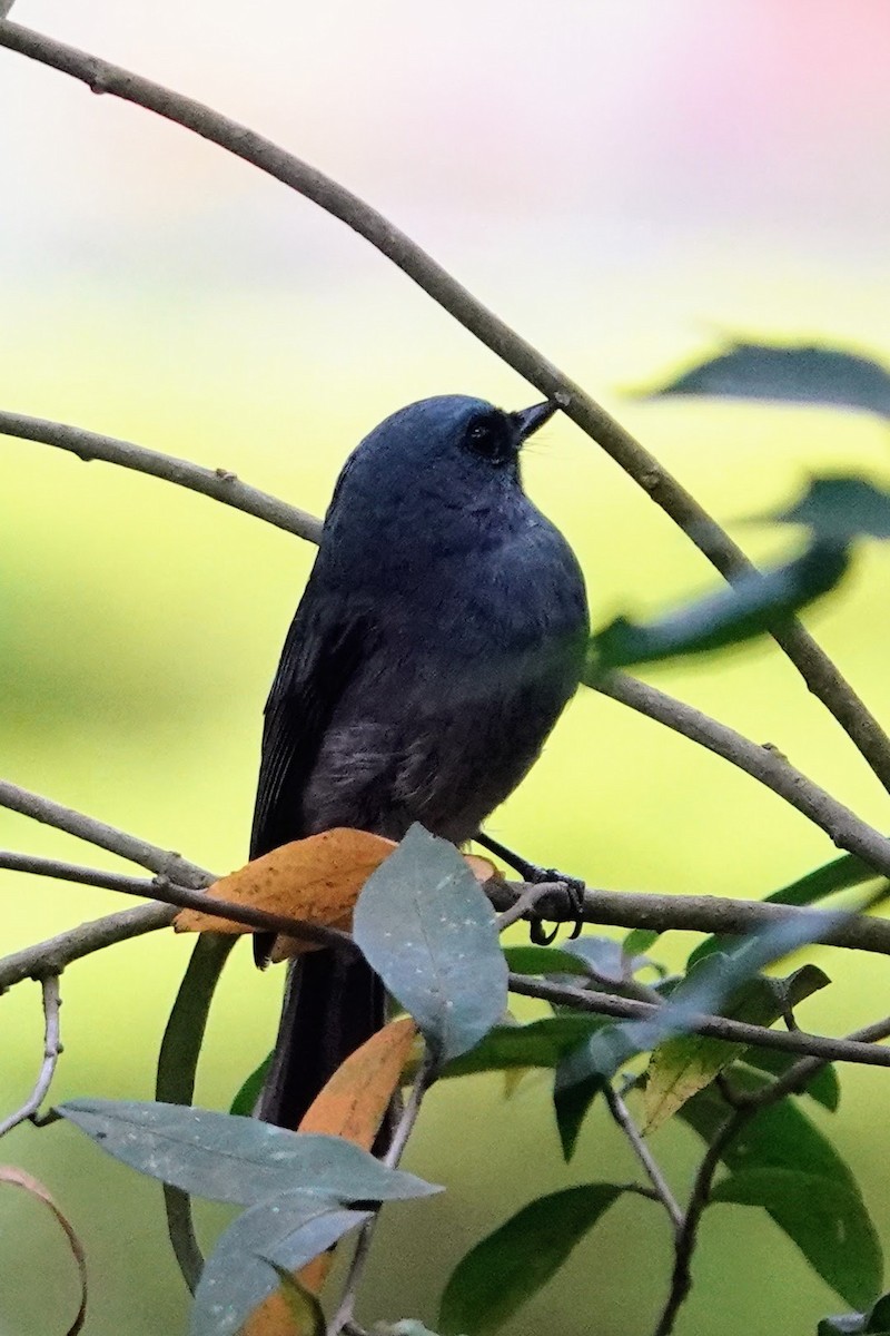 Dull-blue Flycatcher - Brecht Caers