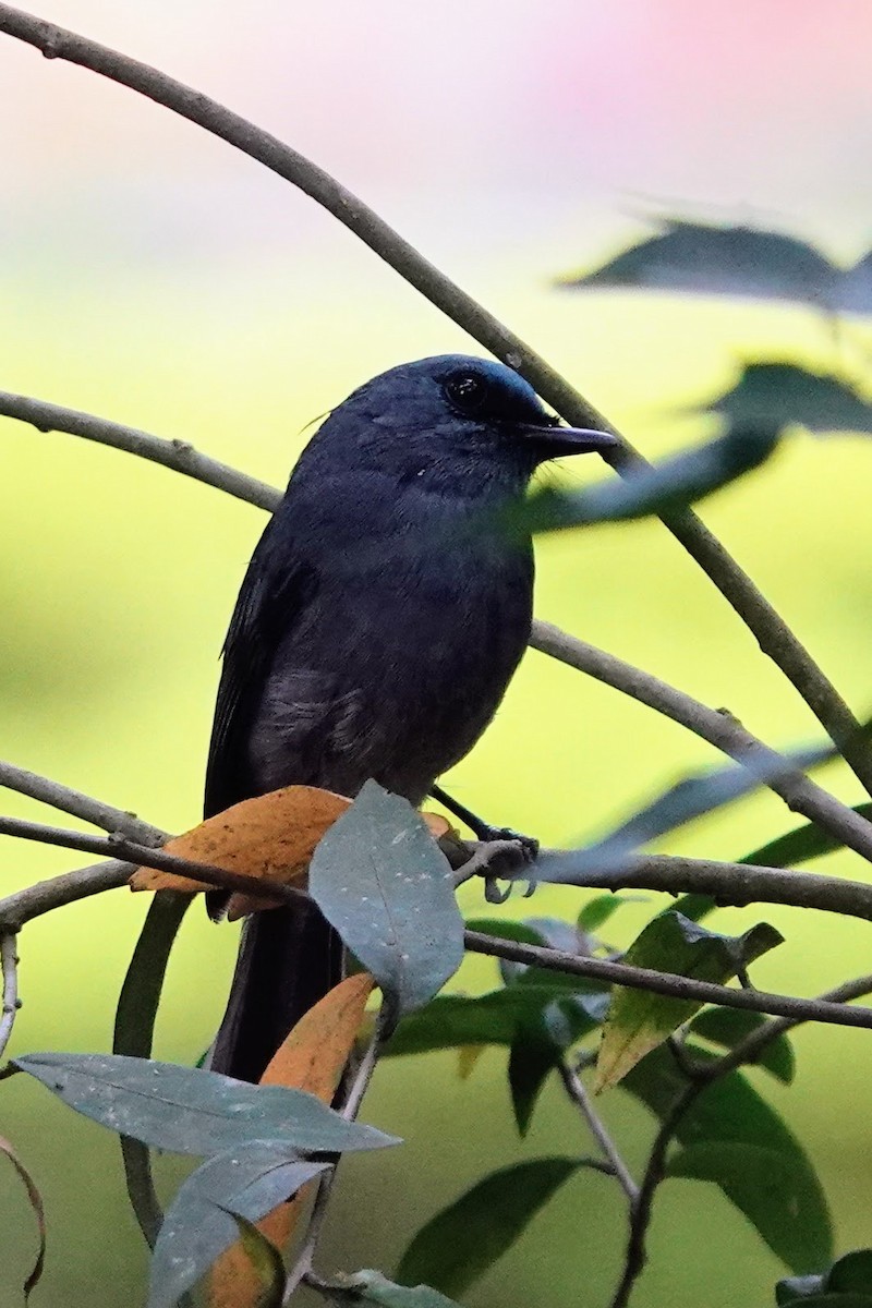 Dull-blue Flycatcher - Brecht Caers