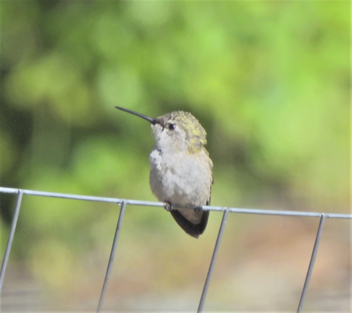 Costa's Hummingbird - ML618966469