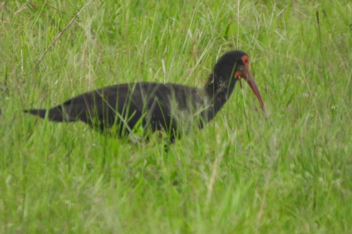 Sharp-tailed Ibis - ML618966472