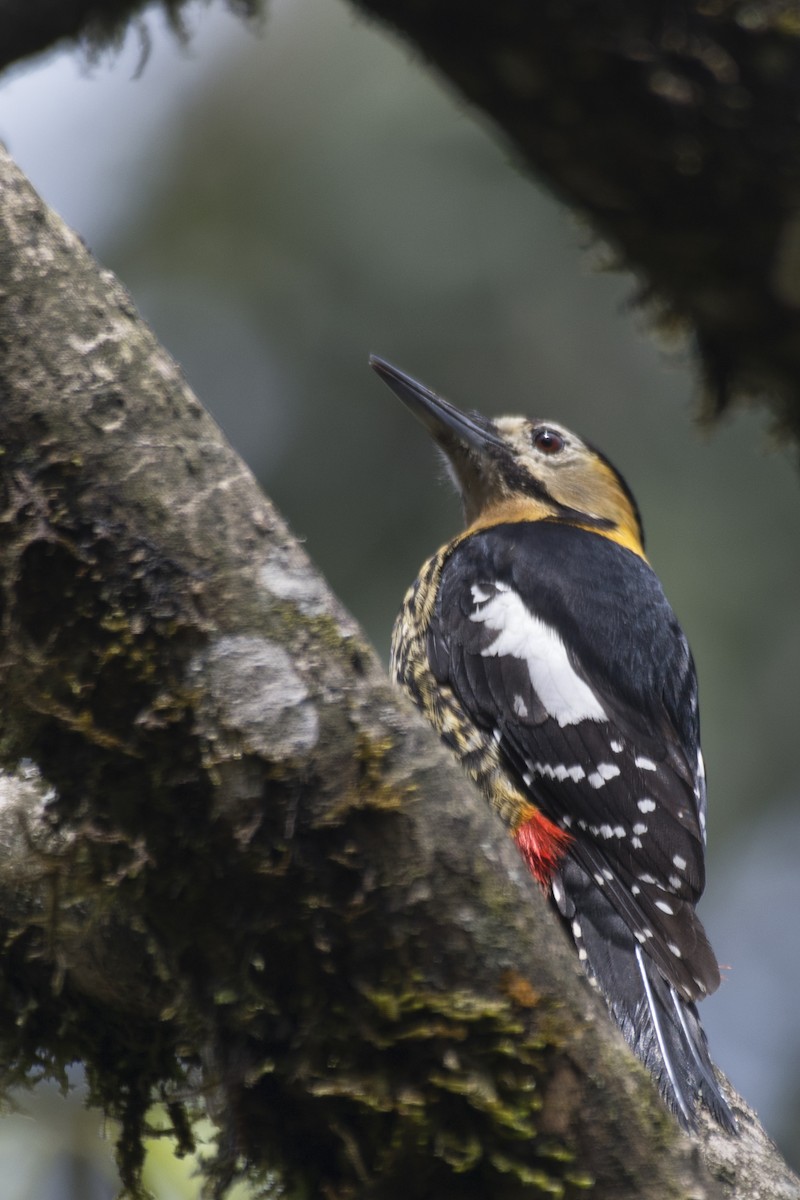 Crimson-naped Woodpecker - SOVON PARBAT