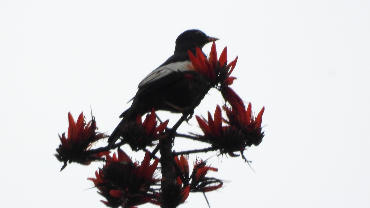 Gray-winged Blackbird - Ulhas Anand