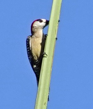 West Indian Woodpecker - Porfi Correa