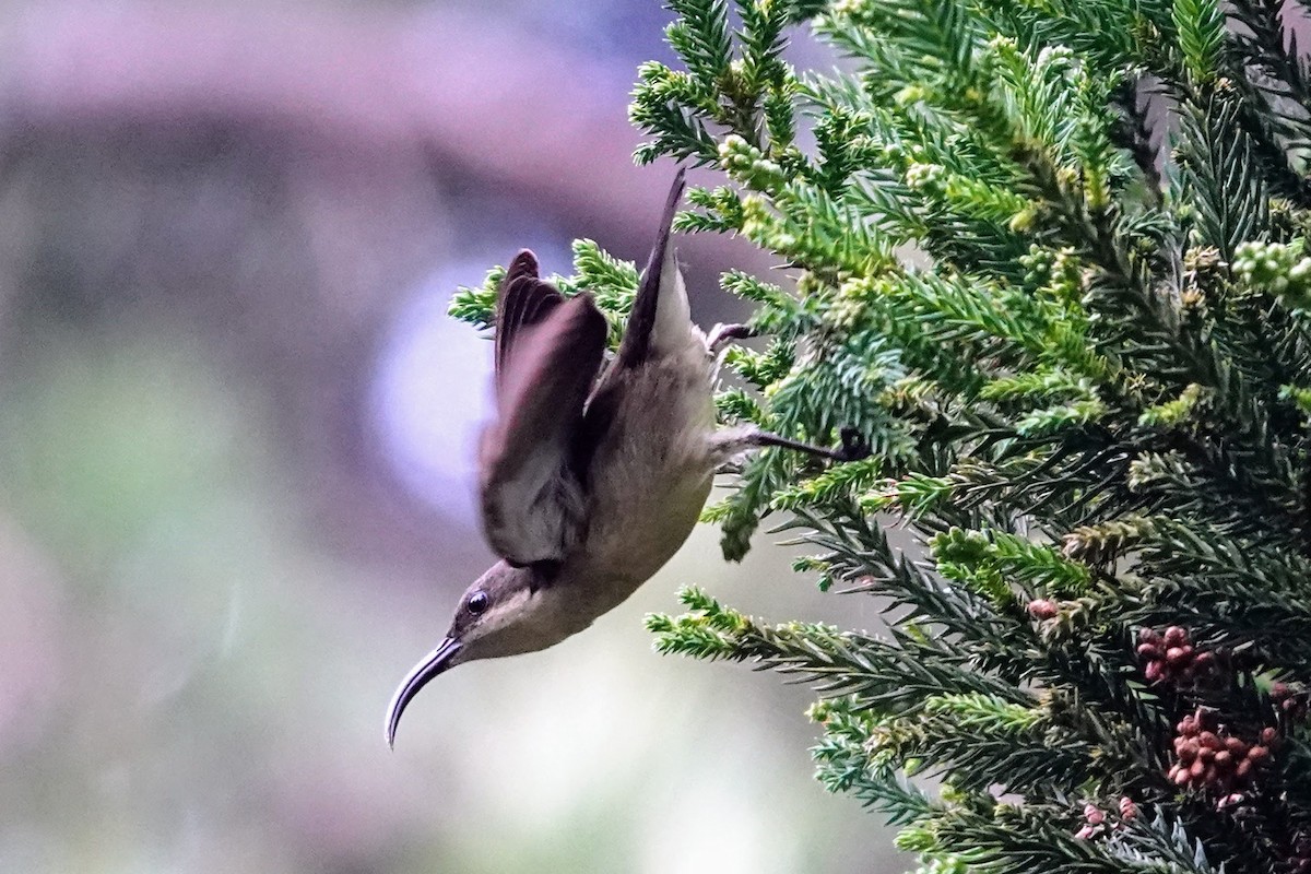 Loten's Sunbird - Brecht Caers