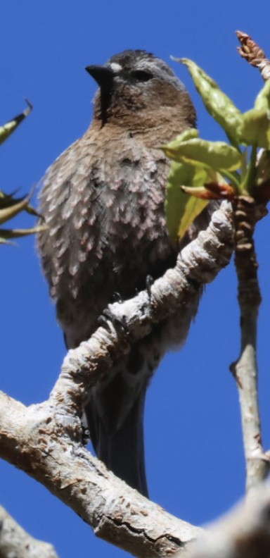 Gray-crowned Rosy-Finch - ML618966552