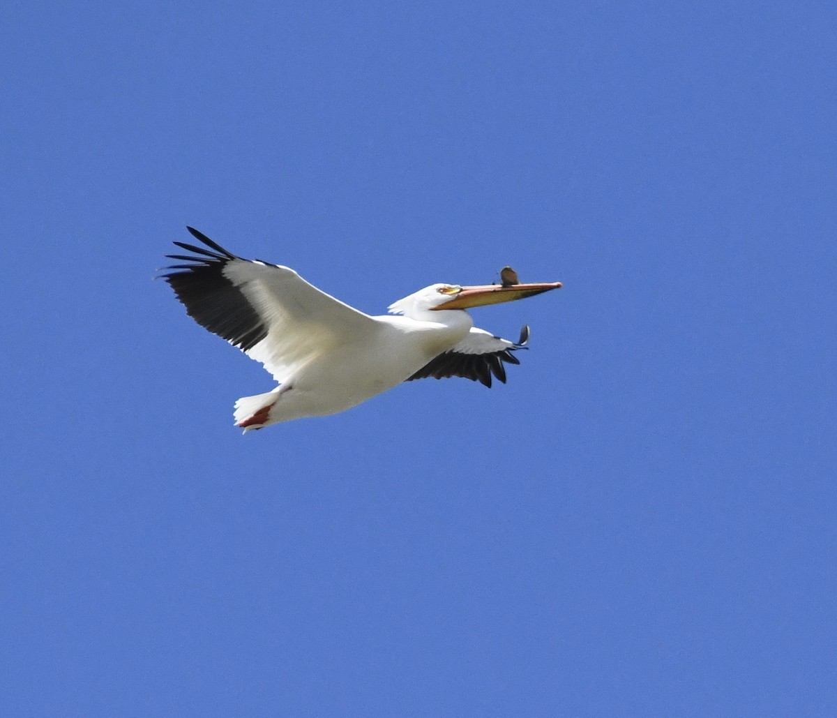 American White Pelican - ML618966553