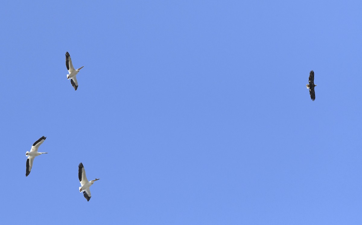 American White Pelican - ML618966556