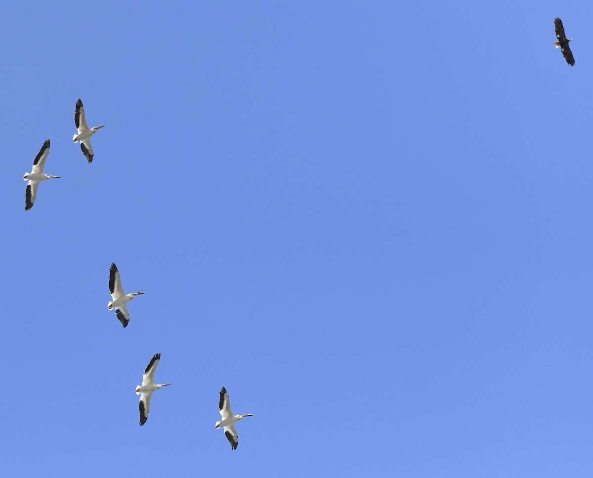 American White Pelican - ML618966557