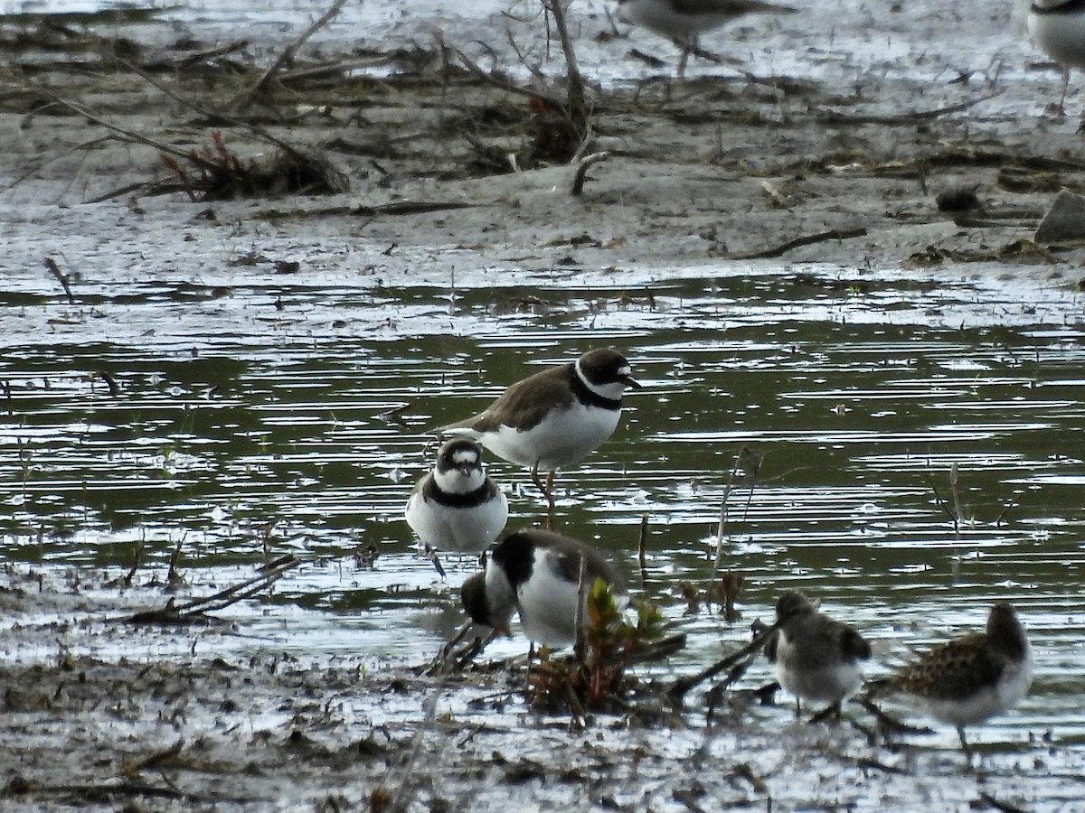 Semipalmated Plover - Michelle Bélanger