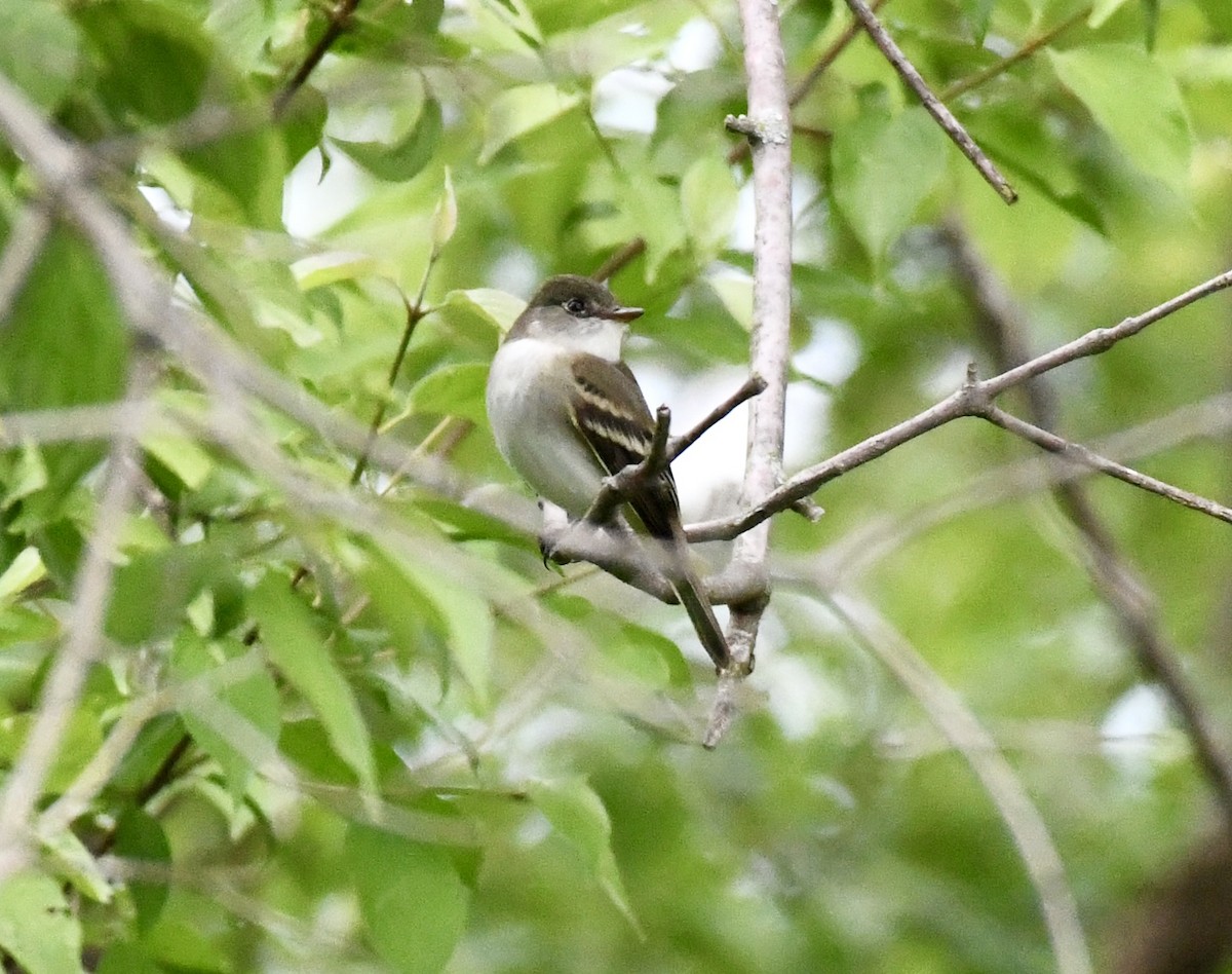 Alder Flycatcher - Suzanne Zuckerman