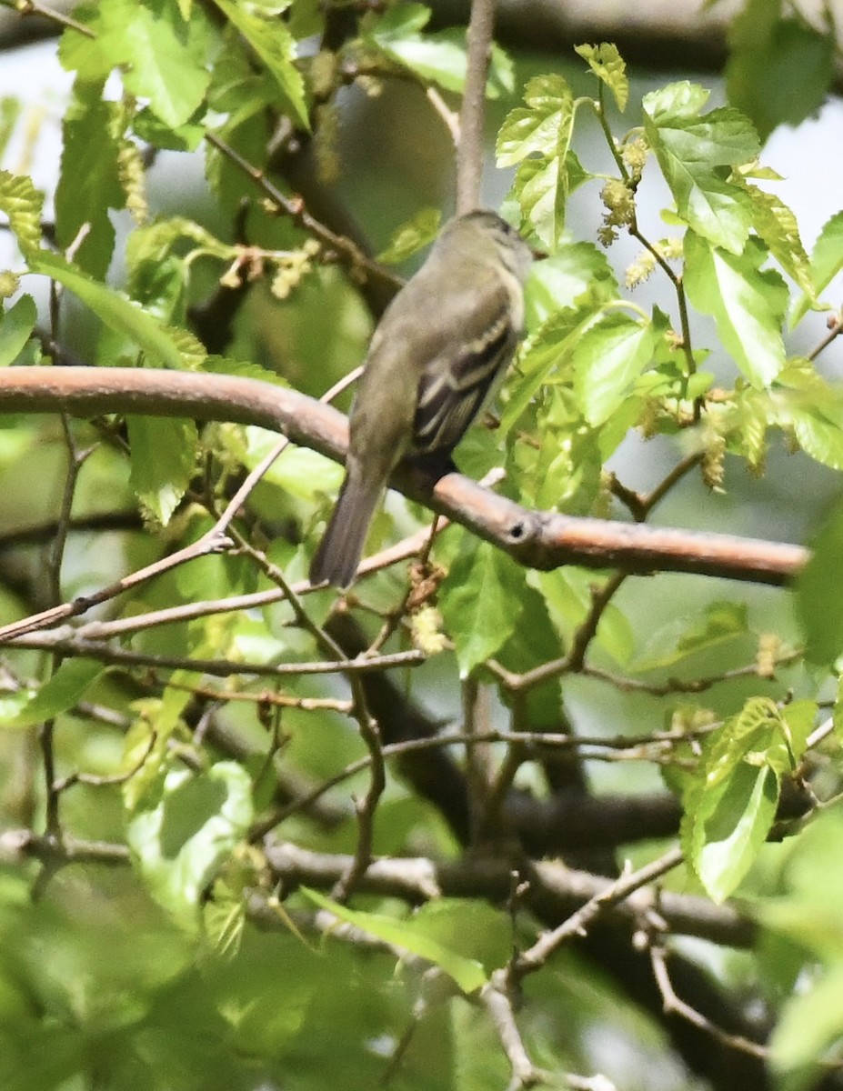 Alder Flycatcher - Suzanne Zuckerman