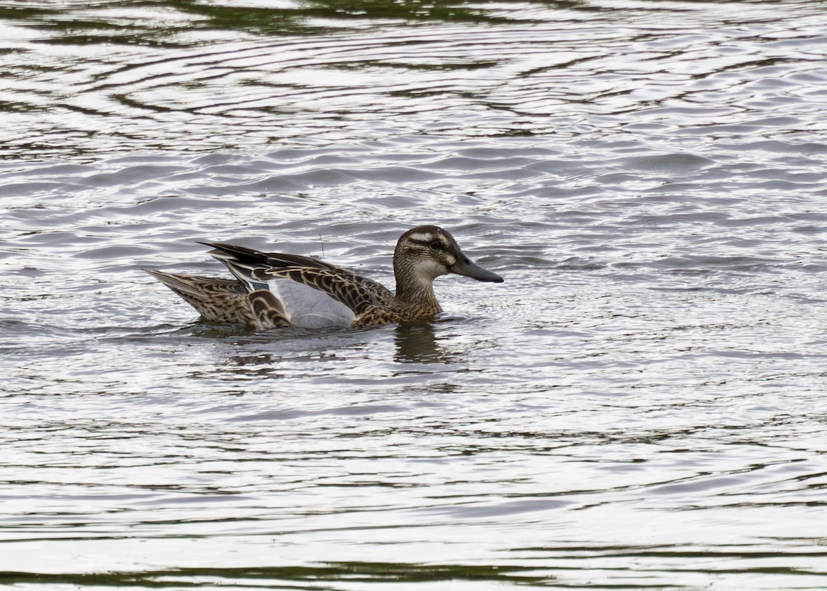 Garganey - Nathaniel Dargue