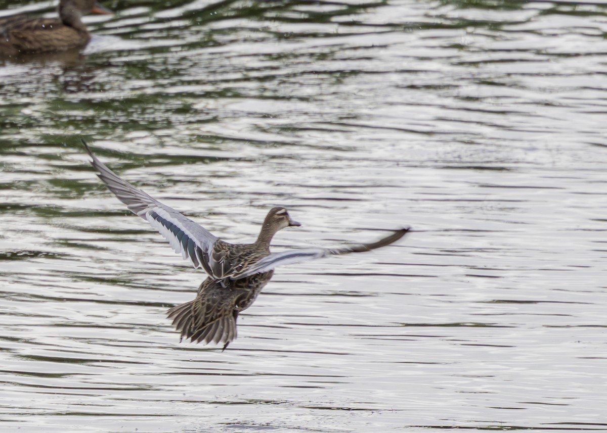 Garganey - Nathaniel Dargue