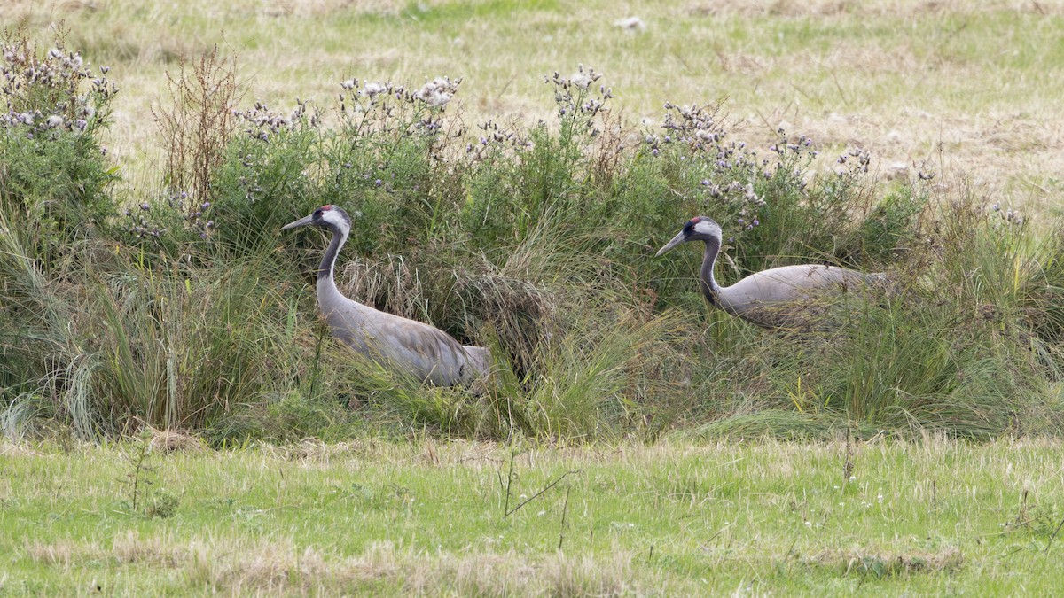 Common Crane - Nathaniel Dargue