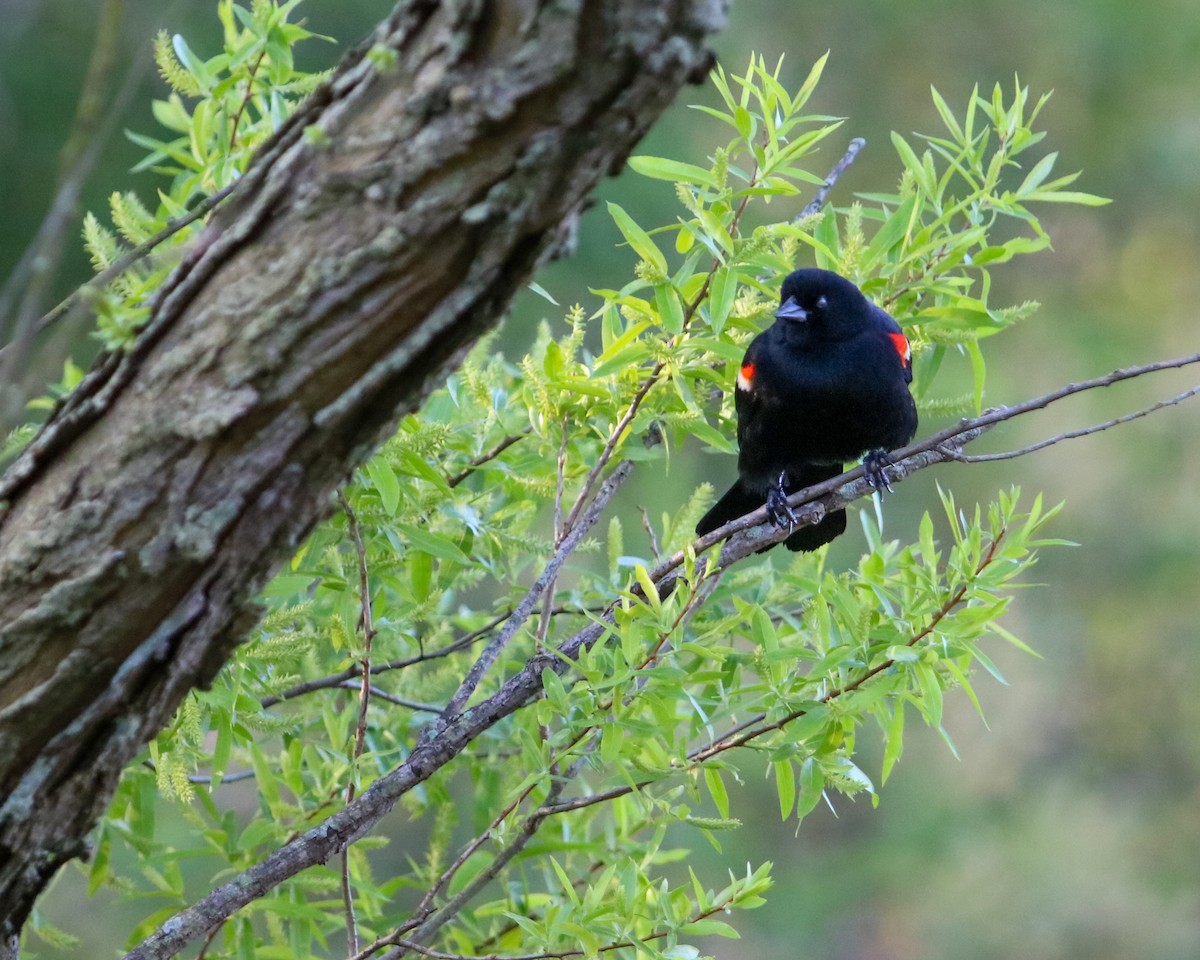 Red-winged Blackbird - Tom Fesolowich