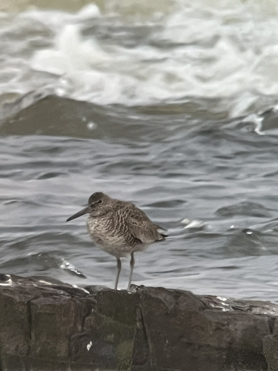 Willet - ML618966646