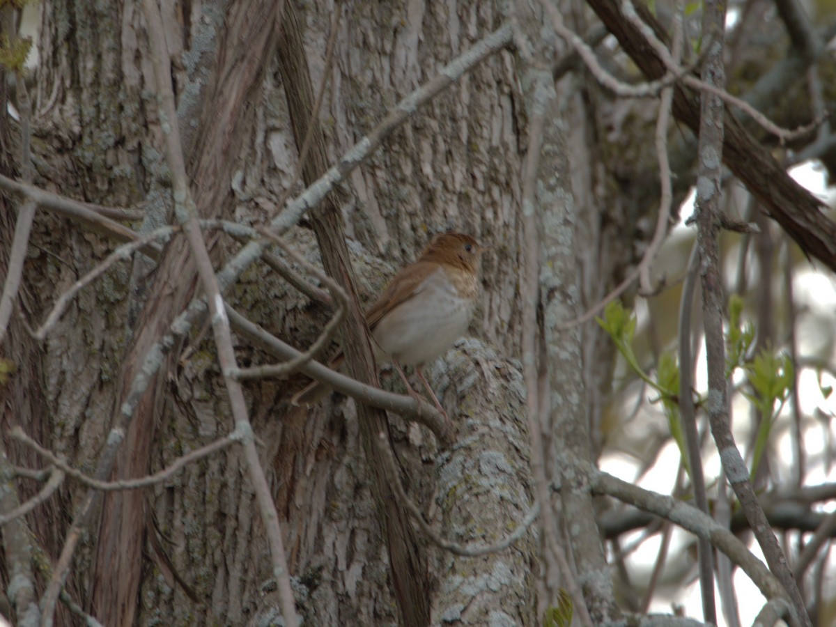 Veery - ML618966666