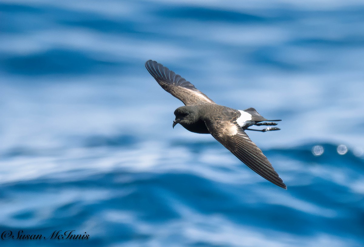 Wilson's Storm-Petrel - Susan Mac