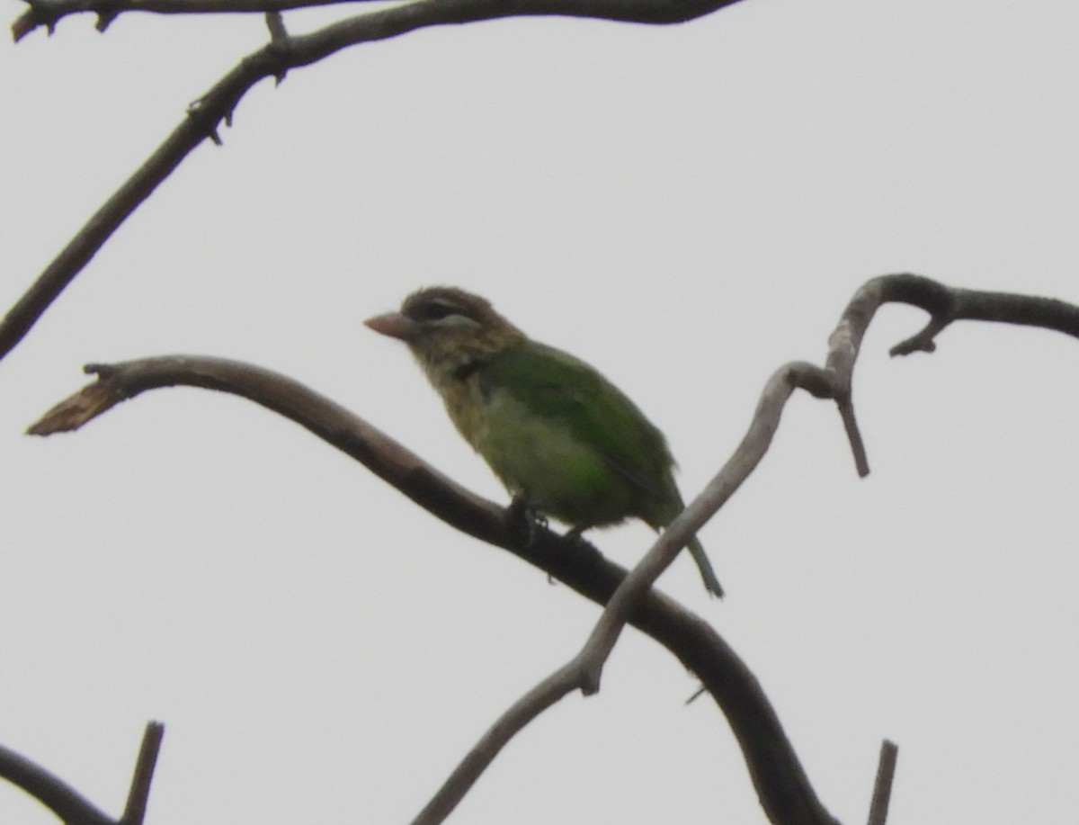 White-cheeked Barbet - Manju Sinha