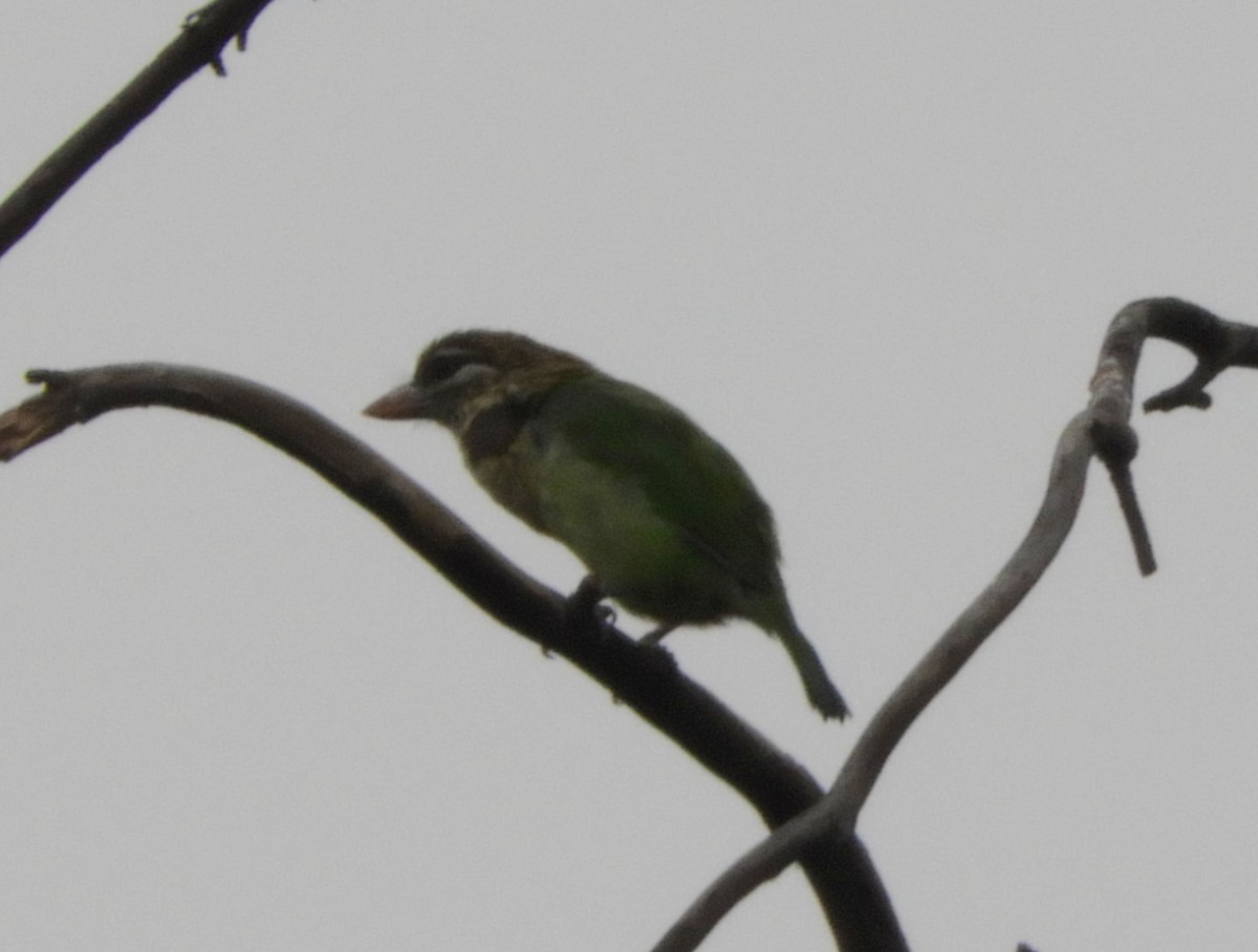 White-cheeked Barbet - Manju Sinha