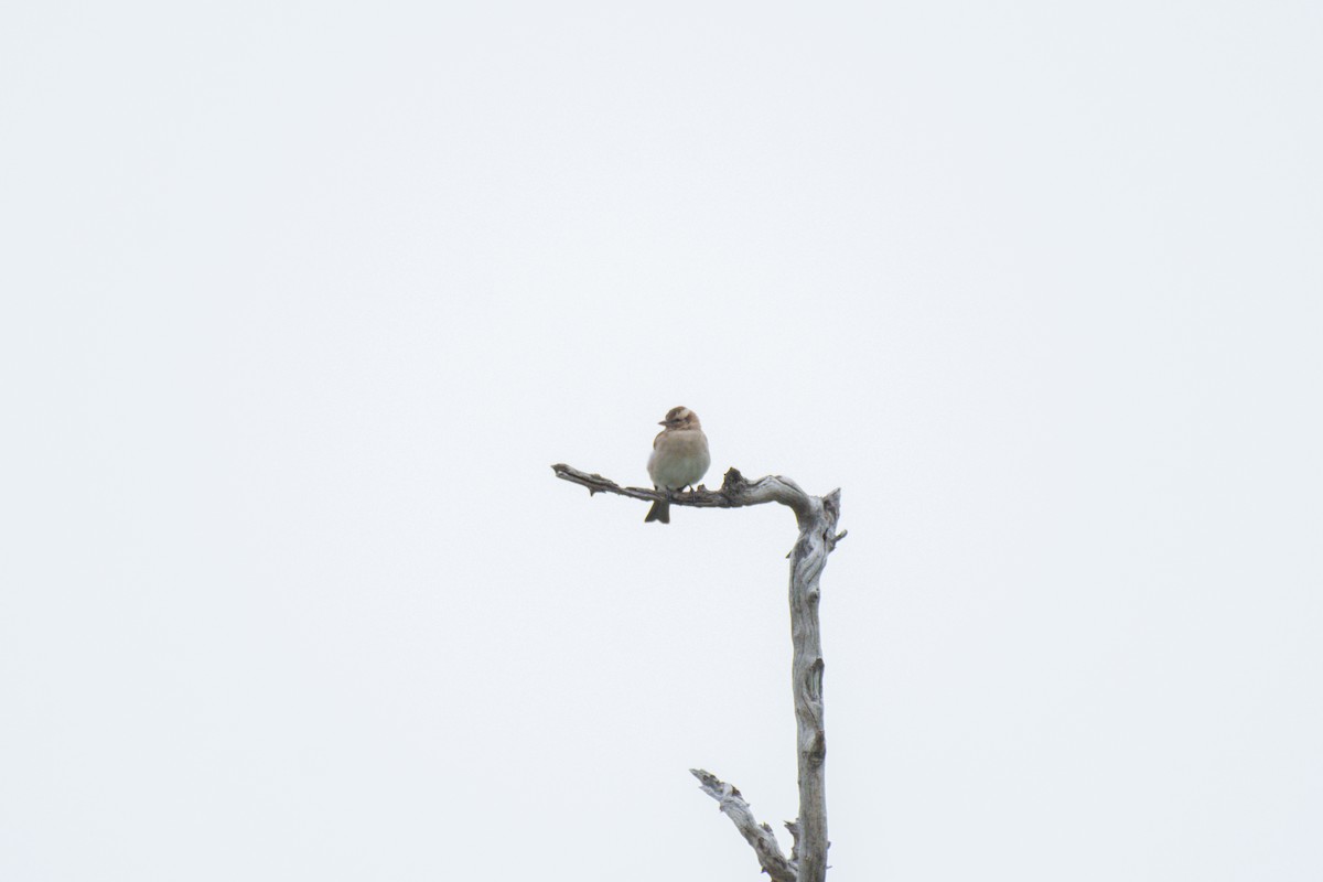 Yellow-throated Bush Sparrow - Nico Visser