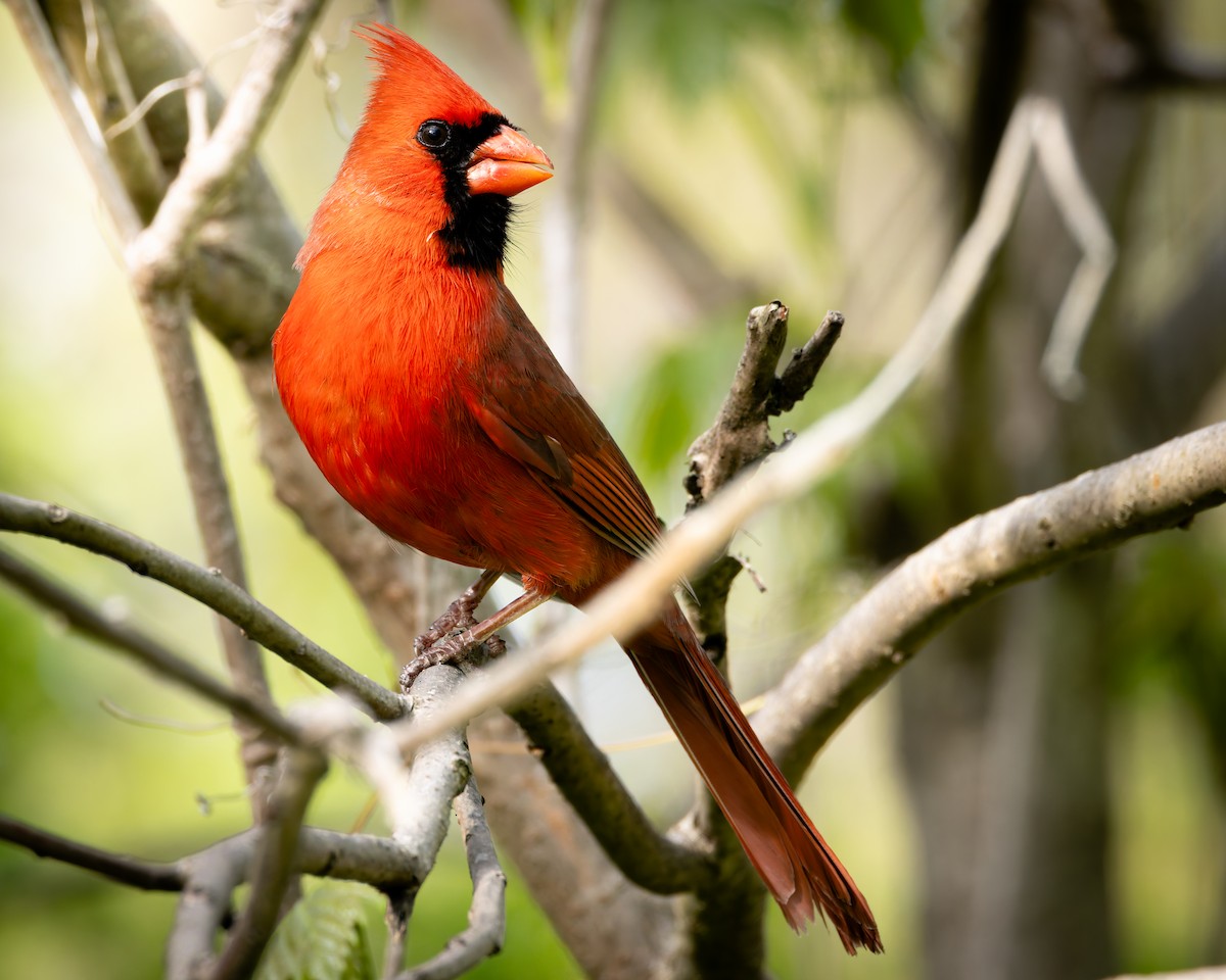 Northern Cardinal - ML618966739