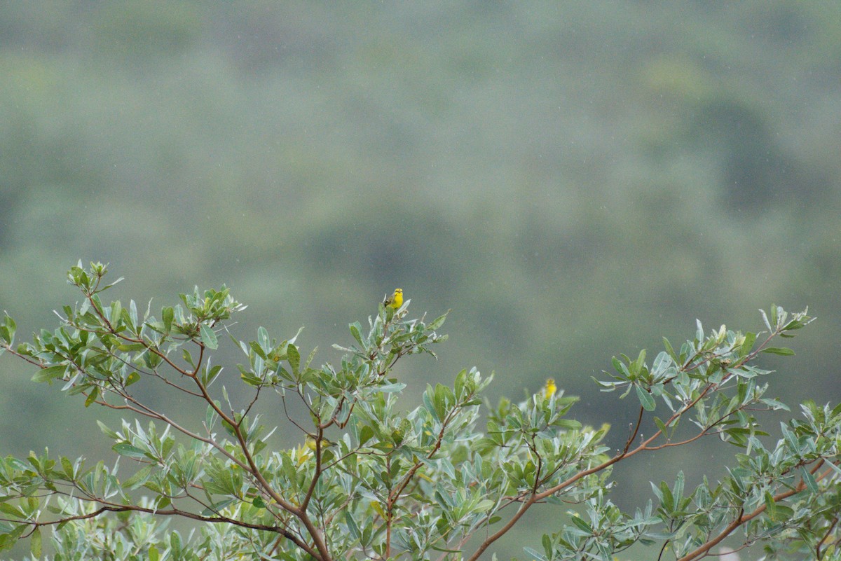 Yellow-fronted Canary - Nico Visser