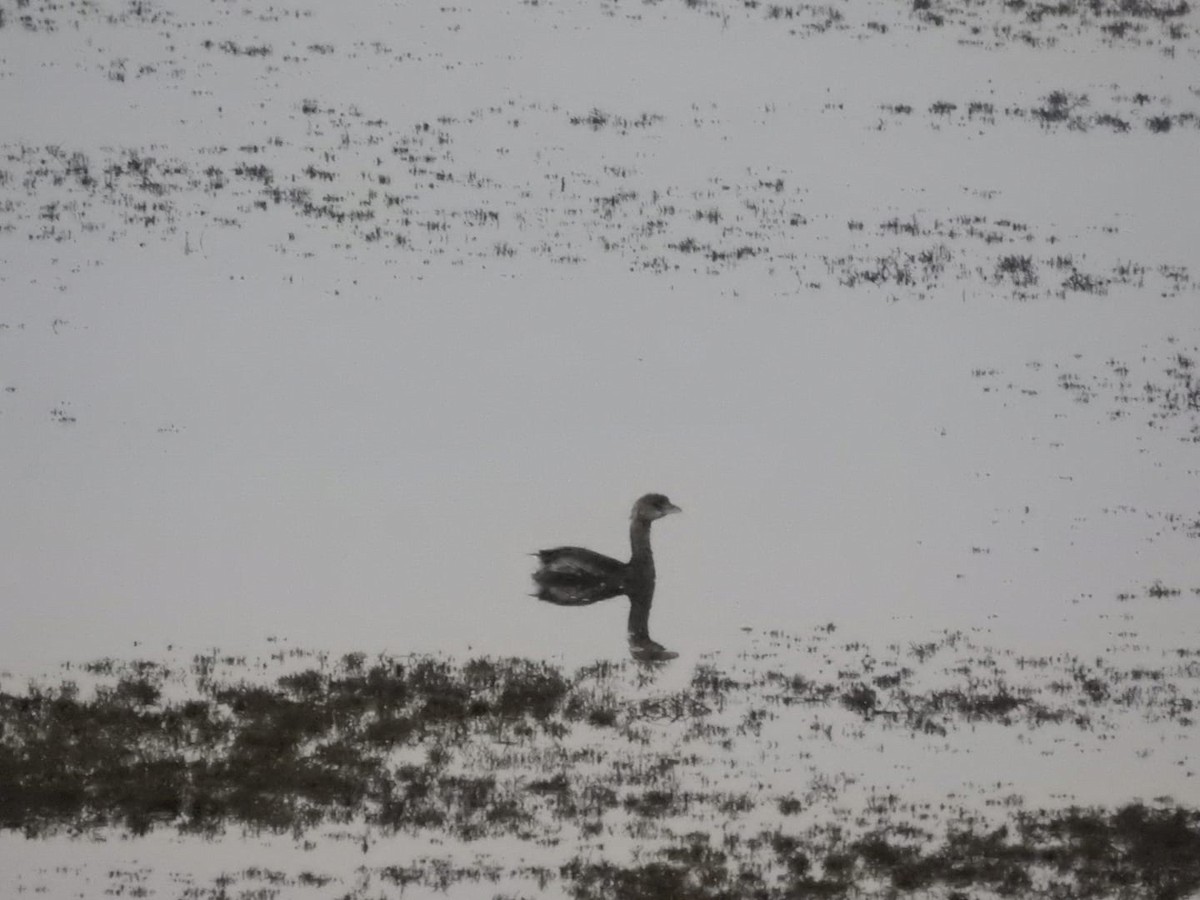 Pied-billed Grebe - Ignacio Gómez Gaffner
