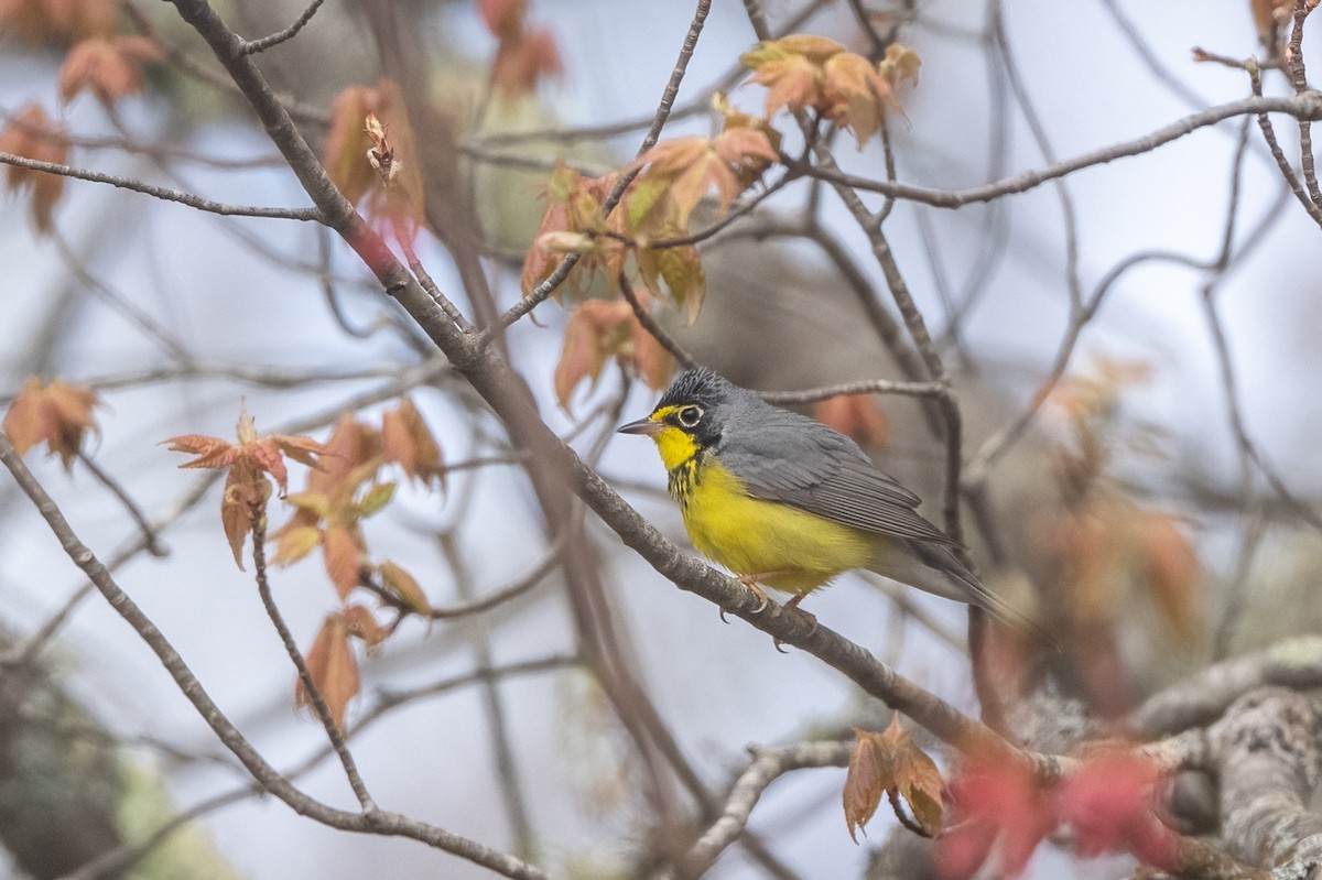 Canada Warbler - ML618966781