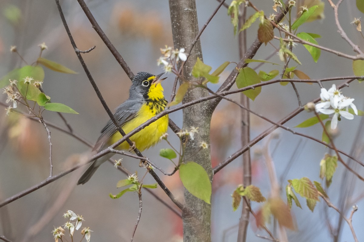 Canada Warbler - Donna Keller