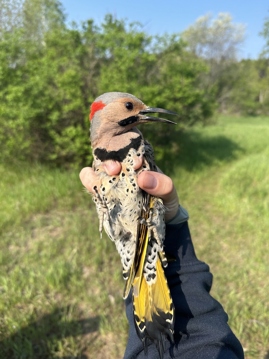 Northern Flicker (Yellow-shafted) - ML618966827
