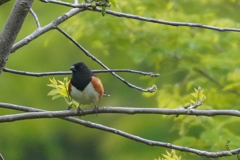 Eastern Towhee - ML618966849