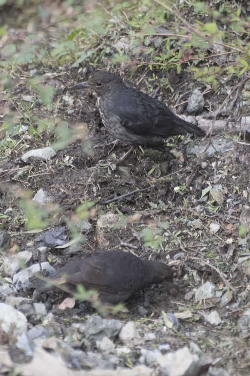 Long-billed Thrush - ML618966854