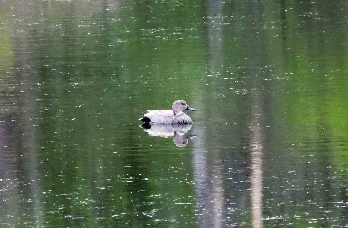 Gadwall - Marc Belliard